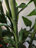 臨雅大型富貴竹水培植物客廳水養(yǎng)大號(hào)盆栽節(jié)節(jié)高粗桿室內(nèi)好養(yǎng)活綠植物 富貴竹1.4m【6支帶根】 曬單實(shí)拍圖