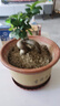 種花迷小葉榕樹適合盆栽的植物花卉綠植盆景室內(nèi)陽臺(tái)地瓜榕老樁四季好養(yǎng) 原生無嫁接小樹榕 裸根不帶土 曬單實(shí)拍圖