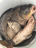 迎科高端進(jìn)口日本原裝超柔軟釣魚魚線魚竿主線強(qiáng)拉力尼龍線不打卷子線 102米軟金絲 【2組-拉力強(qiáng)勁】 0.8【進(jìn)口無損原絲】 曬單實(shí)拍圖