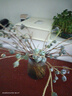 云南鮮花基地鮮花干花基地直銷現(xiàn)采現(xiàn)發(fā)尤加利果直發(fā)家庭風(fēng)干 大果兩大扎 曬單實拍圖