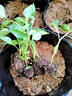 康和豐香辣黑美人辣椒苗秧四季高產(chǎn)大果紫妃黑紫螺絲椒種子盆栽陽(yáng)臺小院 黑美人辣椒苗5棵+送1棵+10g肥 曬單實(shí)拍圖