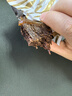 滇二娃農(nóng)科院牛腱子肉100g 開袋即食 醬鹵牛肉低脂減肥期零食物解饞 鹵香味牛腱子肉100g*5 曬單實(shí)拍圖