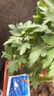 重瓣荷蘭菊盆栽四季開花荷蘭菊花苗千頭菊花室內(nèi)外花卉 菊花大紅色 不帶盆 曬單實(shí)拍圖