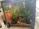 瘋狂水草（FKSC）莫斯水草活體植物魚缸造景底部前景套餐懶人陰性莫斯樹沉木水榕 火焰莫斯 曬單實(shí)拍圖