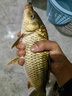 民間藝人魚鉤綁好短子線雙鉤成品套裝釣魚金袖鉤有刺金海夕漁具野釣鯽魚鉤 曬單實拍圖