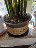 陶瓷花盆大號30厘米直徑以上缸 陶瓷紫砂花盆大口徑種樹(shù)特大號陶 福鐘黃色特大號 紫砂 x 大 曬單實(shí)拍圖