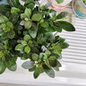 綠有意杜鵑花苗盆栽帶花苞四季開(kāi)花不斷室內花卉綠植植物大棵好養活陽(yáng)臺 粉色杜鵑小苗帶花苞+肥料(育苗袋 帶盆栽好 曬單實(shí)拍圖