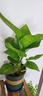 莎之槿園藝【新手養殖】杜鵑花四季開(kāi)花盆栽花卉綠植辦公室紅掌龜背竹發(fā)財樹(shù)鴻運當頭綠蘿茉莉梔子花室內盆栽 天堂鳥(niǎo)（暫無(wú)花苞） 含盆 曬單實(shí)拍圖