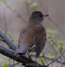 適馬（SIGMA） 150-600mm F5-6.3 DG DN OS 全畫(huà)幅微單長(zhǎng)焦超遠(yuǎn)攝變焦鏡頭 索尼E口 官方標(biāo)配【下單即送豪禮】 曬單實(shí)拍圖
