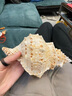 金口大蛙螺超大石頭螺海洋科普標本水族造景裝飾天然海螺貝殼擺件 7-9cm 曬單實(shí)拍圖