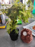 FKSC魚缸水草植物莫斯珊瑚水草活體凈化水質(zhì)陰性造景增氧鋪底水培植物 【拍一發(fā)二】三角莫斯 曬單實(shí)拍圖