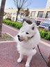 智宙狗嘴套防叫防咬防亂吃中小型犬狗口罩透氣泰迪柯基金毛專用狗嘴罩 奧利棕小熊【雙重鎖定 】 S（建議體重6-15斤） 曬單實拍圖