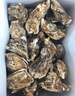 漁吻生蠔鮮活特大海蠣子帶箱新鮮牡蠣帶殼生鮮貝類(lèi)送禮 2XL優(yōu)選帶箱5斤【18-23個(gè)】 曬單實(shí)拍圖