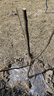 嫣藍梨樹(shù)苗果樹(shù)苗嫁接秋月梨南北方盆地栽苗2--2.4厘米粗1棵源頭直發(fā) 曬單實(shí)拍圖