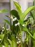 京厽【年年開花】鈴蘭帶芽帶根室內(nèi)陽臺(tái)濃香鈴蘭花盆栽耐寒不支持退貨 白色帶芽鈴蘭福利10顆+肥帶芽包成活 不含盆 曬單實(shí)拍圖