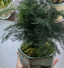 花翁盆栽植物中式禪意微盆景創(chuàng)意 文竹+彩繪山水瓷盆+底架源頭直發(fā) 曬單實拍圖