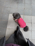 MOEPIE狗狗衣服寵物泰迪貓咪衣服金毛大中小型犬薄款四季通用&新疆棉 紅色 XL（推薦11-14斤） 曬單實(shí)拍圖