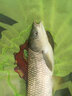 逸釣者日本原絲進(jìn)口釣魚(yú)主線(xiàn)組全套成品魚(yú)線(xiàn)主線(xiàn)套裝綁好釣魚(yú)線(xiàn)秒換子線(xiàn) 3.6米八字環(huán) 1.5 曬單實(shí)拍圖