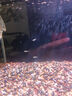好養(yǎng)冷水原生觀賞魚小型淡水溪流石斑魚光唇魚活體群游中底層包活 2-3厘米溪石斑12條包活10條 曬單實拍圖