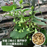 大禹手捻小葫蘆籽種子苗大全盆栽特小文玩葫蘆瓜巨型食用蔬菜秋季陽(yáng)臺(tái) 草里金手捻葫蘆種子40粒 曬單實(shí)拍圖