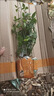 金櫻子樹苗野生刺梨苗中藥材種植苗入藥泡酒帶土帶葉發(fā)貨當(dāng)年結(jié)果 2顆野生有刺品種 曬單實(shí)拍圖