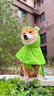 華元寵具（hoopet）柴犬雨衣柯基青蛙斗篷夏季小狗小中型犬防水防臟外出寵物狗狗雨披 XS-脖圍36CM背長36cm建議8-15斤 曬單實拍圖