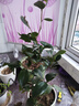 行湘茶花苗盆栽山茶花綠植花卉/六角大紅約1CM粗（不含盆）源頭直發(fā) 曬單實拍圖