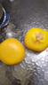甘福園南非進(jìn)口紅心西柚水果柚子新鮮當季整箱紅肉葡萄蜜柚孕婦整箱包郵 南非紅心西柚5斤 【實(shí)惠中果】單果250-300g 曬單實(shí)拍圖