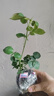 意軒月季特大花濃香果汁陽臺(tái)庭院花卉植物盆栽薔薇四季玫瑰花苗帶花苞 珊瑚果凍(灌木月季開花季節(jié)帶花) 小苗含營(yíng)養(yǎng)缽 曬單實(shí)拍圖