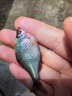 新款捕魚神器抓魚籠塑料魚籠蝦籠螃蟹魚網(wǎng)黃鱔漁網(wǎng)龍蝦網(wǎng)籠捕蝦網(wǎng) 新設計六孔1個送6米繩+配重盒 曬單實拍圖