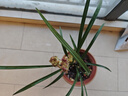華香園蘭花 紅鳳 寒蘭紅色多瓣奇花珍品 濃香型 室內外盆栽盆景耐陰綠植 紅鳳2苗 裸根發(fā)貨 帶花苞 曬單實(shí)拍圖