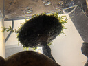 旺園興魚缸造景樹定植樹沉木活體裝飾水草無需底沙魚缸造景增氧莫斯植物 高15cm左右(蘑菇頭直徑10cm) 曬單實拍圖