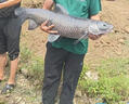 夢(mèng)達(dá)青魚(yú)珠珠軟餌料釣巨物顆粒野釣黑坑專用釣魚(yú)緩沉浮水釣大青魚(yú)克星 18mm藍(lán)莓味20顆 送小藥 一瓶裝20顆【專誘大魚(yú)日釣千斤】 曬單實(shí)拍圖