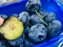 初燦云南藍莓王巨無(wú)霸皇冠迷迭藍藍莓當季限量超大果藍莓水果禮盒 精選品質(zhì)【4盒】200g 24mm+ 巨無(wú)霸果 曬單實(shí)拍圖