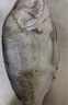 徽緣正宗黃山特產(chǎn)安徽臭鱖魚(yú)飯店批發(fā)酒店三去半成品臭桂魚(yú)凈膛含包裝 凈膛1.7-1.8斤 X3條+料包 曬單實(shí)拍圖