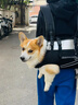 TOUCHDOG寵物狗狗雙肩背包大狗便攜橫包騎行外出神器老犬助行大狗狗包 雙肩橫背-黑色 XL碼【建議22-38斤內(nèi)】 曬單實(shí)拍圖