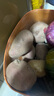 內(nèi)蒙古農(nóng)特產(chǎn)烏蘭察布2024年土豆馬鈴薯新鮮紅皮黃心土豆洋芋批發(fā) 紅皮黃心土豆凈重5斤 曬單實(shí)拍圖
