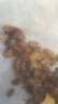 崇霧杜比亞蟑螂蟲子活蟲昆蟲活體飼料蜥蜴龍魚蜘蛛烏龜鬃獅畫眉鳥餌料 2-2.5厘米90只(適28-32CM內(nèi)寵 曬單實(shí)拍圖