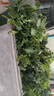 大禹草莓番茄苗鐵皮西紅柿種苗草莓柿子大番茄苗帶土秧苗老品種農(nóng)科院 鐵皮西紅柿草莓番茄苗秧苗60棵 曬單實拍圖