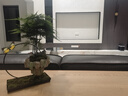 開時果 懸浮天空之城盆景 中式禪意植物桌面綠植造型盆栽源頭直發(fā)包郵 天空之城：文竹+苔蘚+假山石 曬單實拍圖