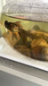 快康牌純?nèi)毡军S粉魚藥魚缸殺菌藥水族觀賞魚錦鯉金魚爛尾爛肉專用非進(jìn)口 黃粉-水族箱用 原裝萬能蘭壽魚生病白點(diǎn)觀賞魚速融趴缸用藥 曬單實(shí)拍圖