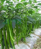 白菜苔種子耐寒耐熱懶人小白可種田園陽(yáng)臺庭院蔬菜種子 早熟四季白菜苔種子 2包【約1807?！?側苔較多 曬單實(shí)拍圖
