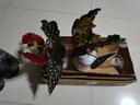 臨雅福壽秋海棠盆栽鱒魚竹節(jié)粉旗魚室內(nèi)陽臺好養(yǎng)易活四季開花卉綠植物 秋海棠“粉旗魚”120# 曬單實拍圖