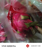 CAIFAN海南蜜寶 紅心火龍果 金都一號單果約400~500g 新鮮當季水果禮盒 曬單實(shí)拍圖