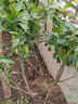 CHUANGSHIJI象山紅美人柑橘苗 嫁接愛(ài)媛28號橘樹(shù)苗 甘平南方種植當年結果 6年苗：當年結果 40cm(含)-50cm(不含) 曬單實(shí)拍圖