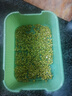 拓進(jìn)德國進(jìn)口品質(zhì)新款家用發(fā)豆芽工具神器食品級發(fā)芽盆生綠豆芽方法芽 加厚：2套【水盆+過(guò)濾格+底座】 曬單實(shí)拍圖