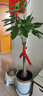 臨雅的花園大型發(fā)財(cái)樹(shù)盆栽室內(nèi)客廳招財(cái)高級(jí)感落地喬遷之喜懶人好養(yǎng)活風(fēng)水樹(shù) 獨(dú)桿發(fā)財(cái)樹(shù)1.2-1.4米+金邊飛絲盆 曬單實(shí)拍圖