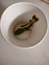 樂(lè )淘逸寵招財貓魚(yú)活體狗仔鯨紅尾貓?chǎng)T魚(yú)大型熱帶觀(guān)賞魚(yú) 8-10招財貓3條水溫28-30度 曬單實(shí)拍圖