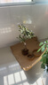 桂花盆景陽(yáng)臺(tái)綠植室內(nèi)花卉盆栽日香丹桂金桂沉香四季開花庭院盆栽 黃色八月桂-金桂 大盆6年苗當(dāng)年開花 曬單實(shí)拍圖