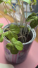 IAM City Farmer牽?；ü揞^盆栽綠植花卉種植罐頭種子diy盆栽開學(xué)季種植作業(yè)10068 曬單實(shí)拍圖